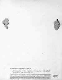 Hormospora stercoris image